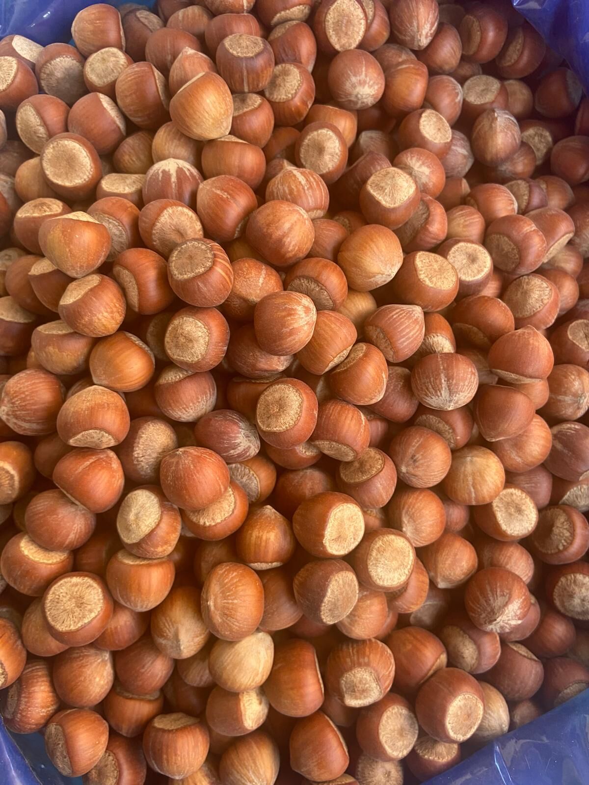 ORDU FINDIĞI